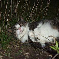 Huskat | 05 Garfield AKA Fede