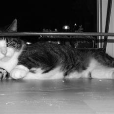 Huskat | 05 Garfield AKA Fede