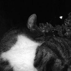 Huskat | 05 Garfield AKA Fede