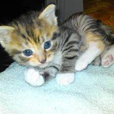 Huskat Minnie "Død"