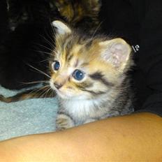 Huskat Minnie "Død"