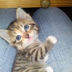 Huskat Minnie "Død"