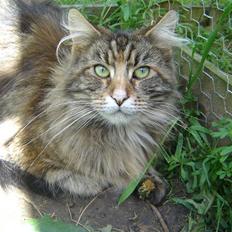 Maine Coon Blossum