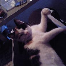 Huskat bumle ; Solgt;(