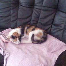 Huskat bumle ; Solgt;(