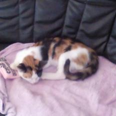 Huskat bumle ; Solgt;(