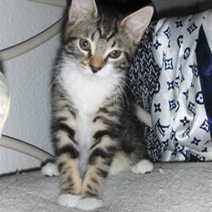 Blanding af racer Tequila