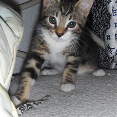 Blanding af racer Tequila