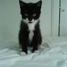 Huskat Sylvester (Pølle)