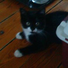 Huskat Sylvester (Pølle)