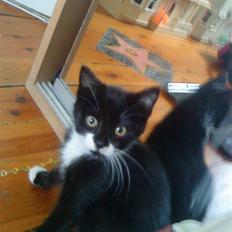 Huskat Sylvester (Pølle)