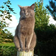 Russian Blue Pjevs