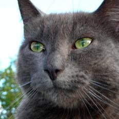 Russian Blue Pjevs