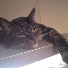 Blanding af racer Marco