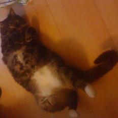 Blanding af racer Marco