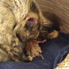 Huskat fiphie rød hun kat :D