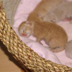 Huskat fiphie rød hun kat :D