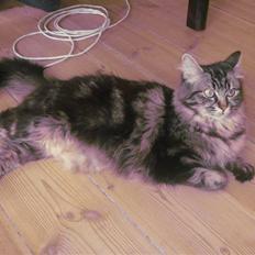 Blanding af racer Luna