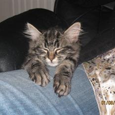 Blanding af racer Luna