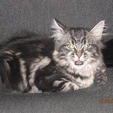 Blanding af racer Luna