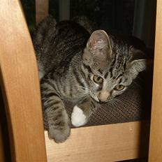 Huskat misser