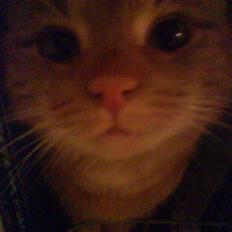 Blanding af racer Elvis