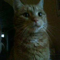 Blanding af racer Elvis