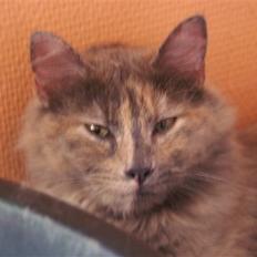 Blanding af racer blue