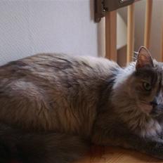 Blanding af racer blue