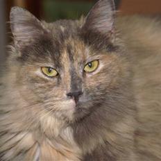 Blanding af racer blue