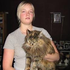 Norsk Skovkat Pjuske