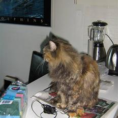 Norsk Skovkat Pjuske