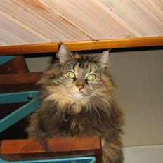 Norsk Skovkat Pjuske