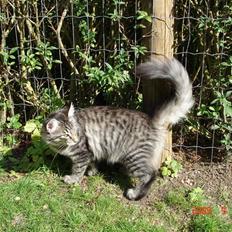 Norsk Skovkat Zalethco´s Herkules