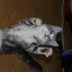 Blanding af racer Trunte