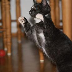 Blanding af racer Tyson