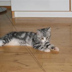 Blanding af racer Trunte