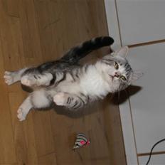 Blanding af racer Trunte