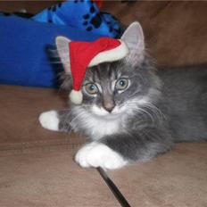 Norsk Skovkat R.I.P Sinus