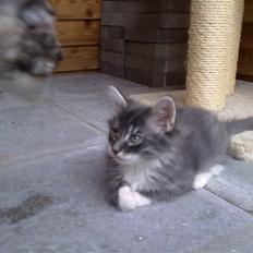 Norsk Skovkat R.I.P Sinus