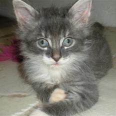 Norsk Skovkat R.I.P Sinus