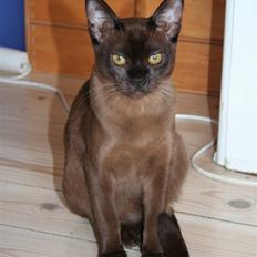 Burmeser DK Caranso's brun Aya