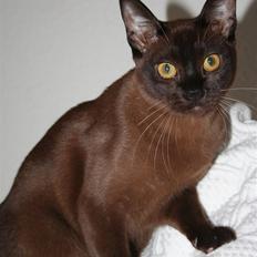 Burmeser DK Caranso's brun Aya