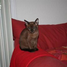 Burmeser DK Caranso's brun Aya