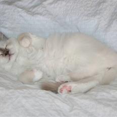 Hellig Birma Skovoys Lea