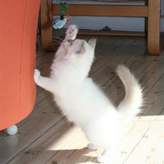 Hellig Birma Skovoys Lea