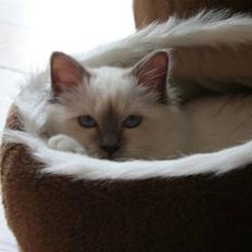 Hellig Birma Skovoys Lea