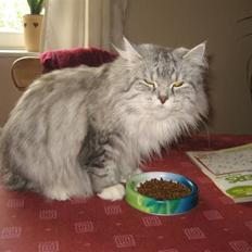 Blanding af racer Fluffy