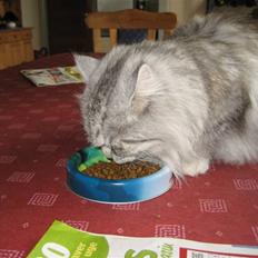 Blanding af racer Fluffy