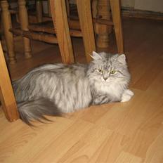 Blanding af racer Fluffy